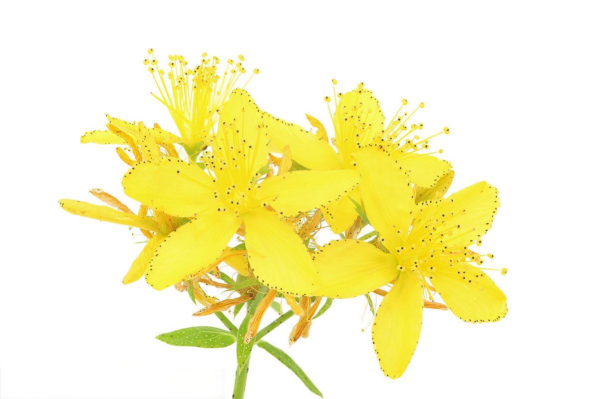 St John's Wort Extract