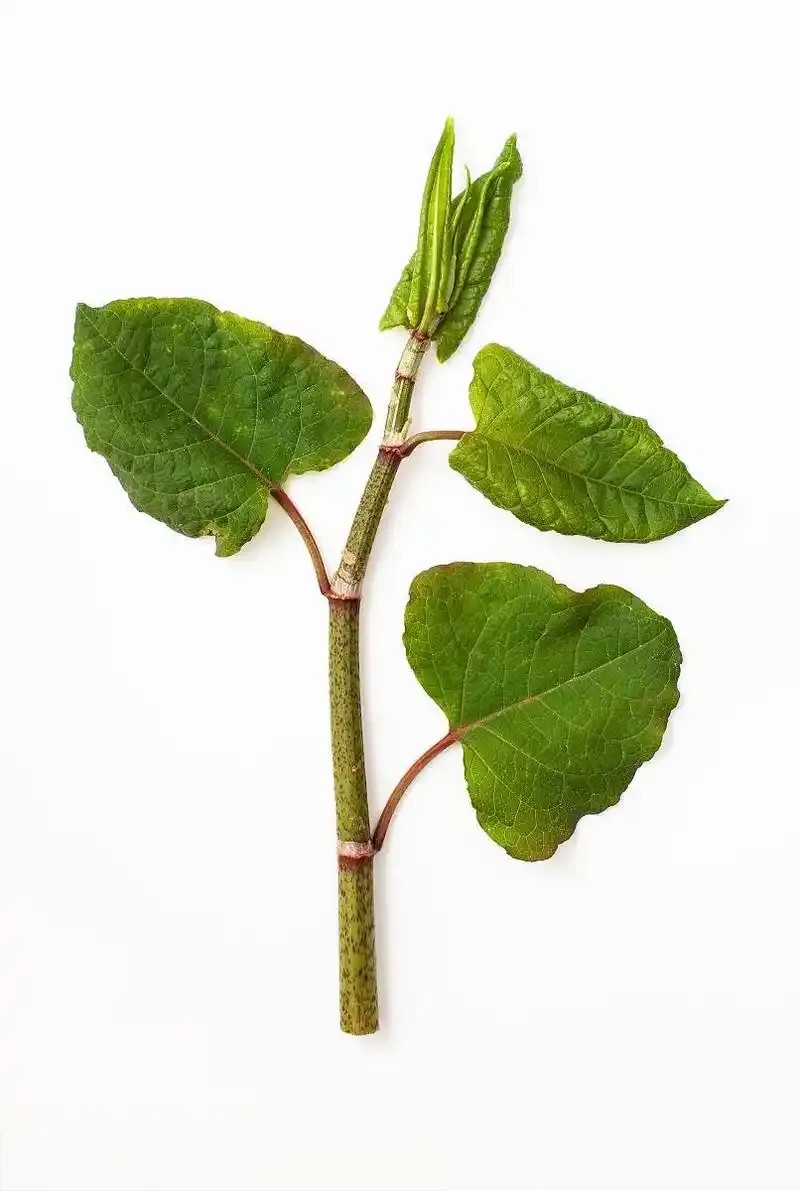Giant Knotweed Extract
