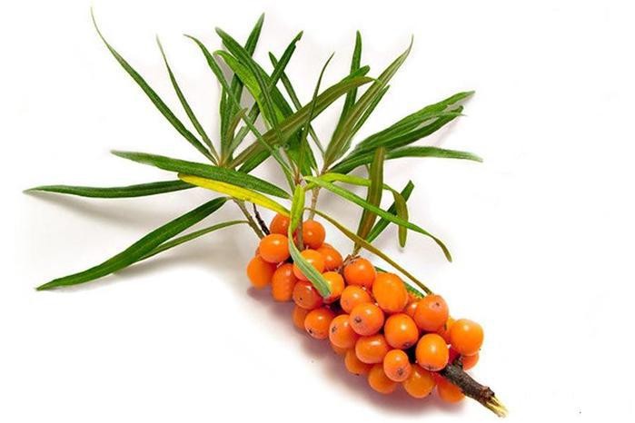 Sea Buckthorn Extract